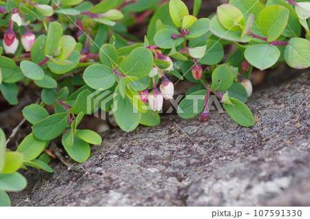 池の平湿原の遊歩道脇に咲くクロマメノキの壺型の花 107591330