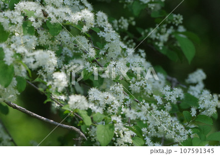 白く煙るように咲く満開のサワフタギ 白く煙るように咲く満開のサワフタギ 107591345