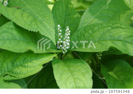 白い穂を2本立てたフタリシズカの花 白い穂を2本立てたフタリシズカの花 107591348