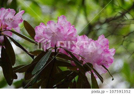登山道を彩る鮮やかなアズマシャクナゲの花 登山道を彩る鮮やかなアズマシャクナゲの花 107591352