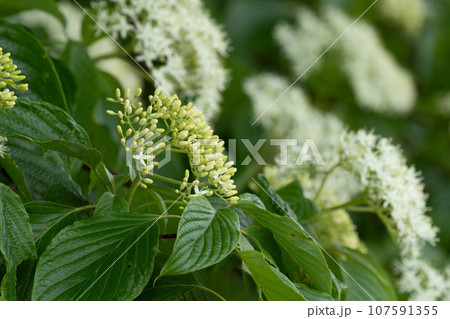 咲き始めのミズキの花と蕾 107591355