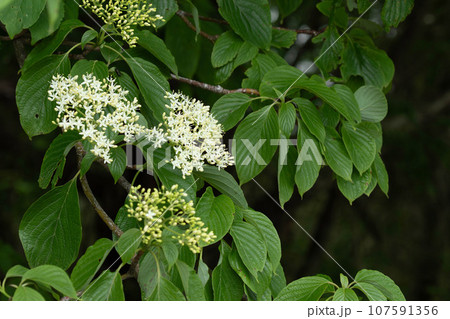 初夏の梢を彩る清楚なミズキの花 107591356