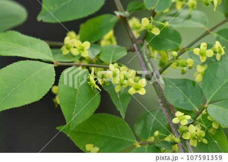 開花したニシキギの花 開花したニシキギの花 107591359