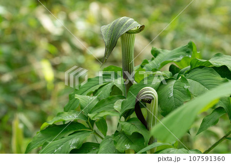 初夏の林床に咲くマムシグサの仏炎苞 107591360