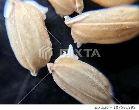 籾種の芽出し 籾種の芽出し 107591595