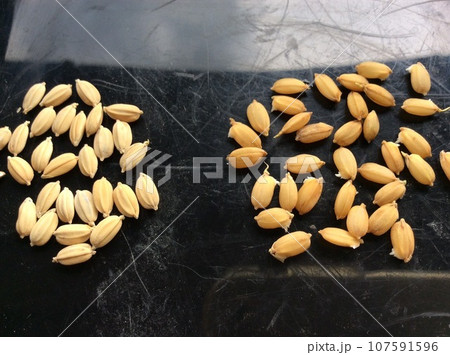 籾種の塩水選 107591596