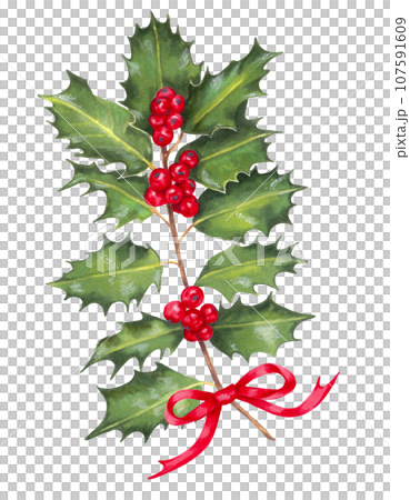 Holly branch with red berries and a red bow. Botanical illustration for holiday decoration. Christmas, New Year.Modern element for card, banner. paper, wallpaper. Isolated handmade art 107591609