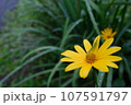 黄色い花にとまるショウリョウバッタ 107591797