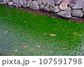 清流のバイカモ 107591798