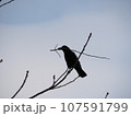 枝をくわえたカラス 107591799