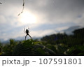 蜘蛛の巣にいるクモ 107591801