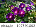 朝顔 107591802