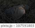 路傍の石 107591803