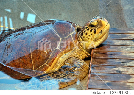 江ノ島水族館のウミガメ 江ノ島水族館のウミガメ 107591983