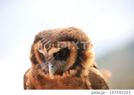 みつめるフクロウ 107592283