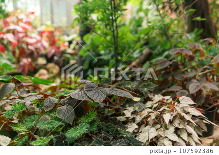 partially blurred natural background with leaves of begonias growing in the undergrowth 107592386