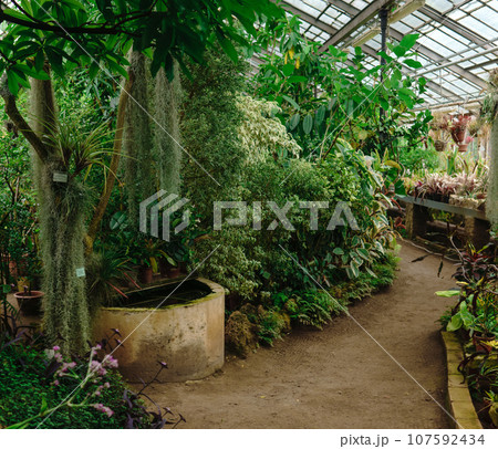 interior of a large greenhouse with a collection of tropical plants 107592434