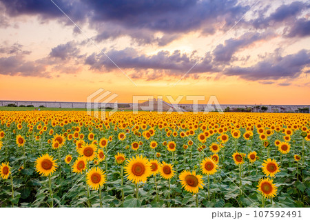 夕暮れ時の向日葵畑 柳川ひまわり園 福岡県柳川市 夕暮れ時の向日葵畑 柳川ひまわり園 福岡県柳川市 107592491