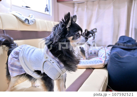 愛犬とキャンピングカー旅行　チワワ　ドライブ 107592521