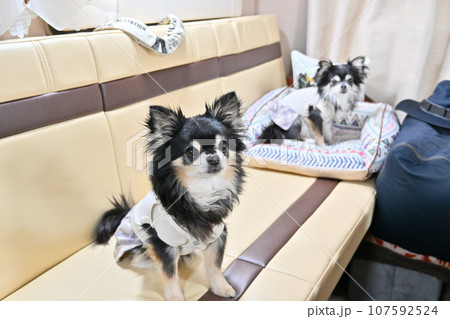 愛犬とキャンピングカー旅行 チワワ ドライブ 愛犬とキャンピングカー旅行 チワワ ドライブ 107592524