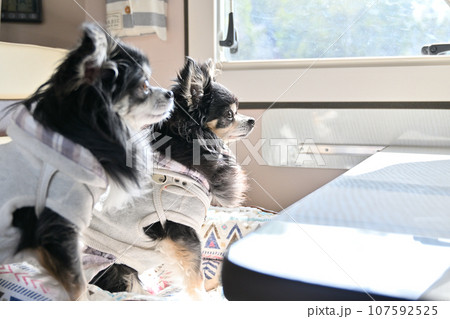 愛犬とキャンピングカー旅行　チワワ　ドライブ 107592525