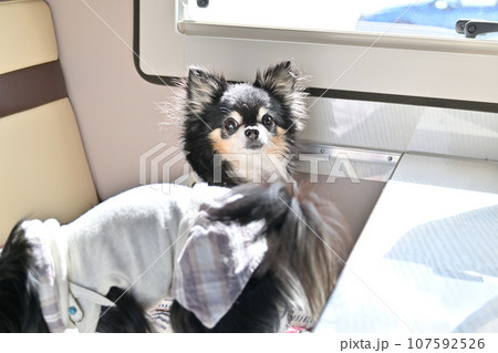 愛犬とキャンピングカー旅行　チワワ　ドライブ 107592526