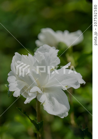 家の周りの草花　四季の色々　大輪花びら　初夏の目覚め　白いムクゲの花 107592580