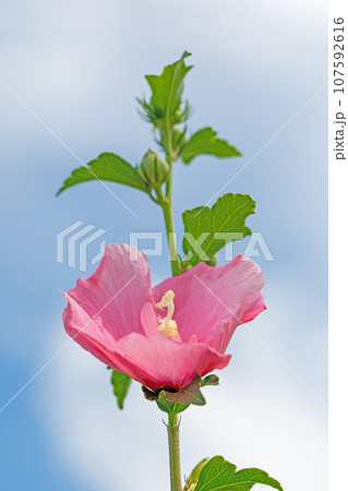 家の周りの草花　四季の色々　大輪花びら　初夏の目覚め　ピンクのムクゲの花 107592616