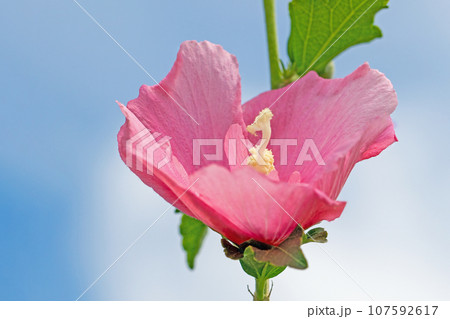 家の周りの草花　四季の色々　大輪花びら　初夏の目覚め　ピンクのムクゲの花 107592617