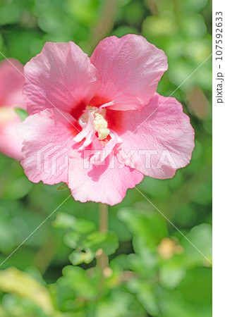 家の周りの草花　四季の色々　大輪花びら　初夏の目覚め　ピンクのムクゲの花 107592633