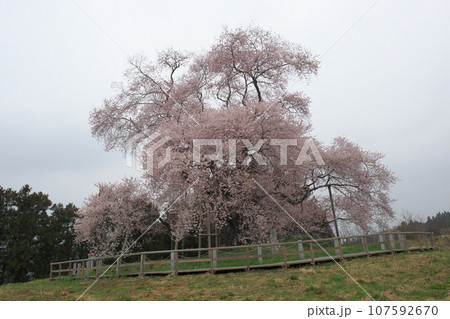 一本桜 - 曇り空に咲く戸津辺の桜(2015年4月) 一本桜 - 曇り空に咲く戸津辺の桜(2015年4月) 107592670