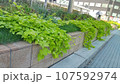 銀座の涼しげなテラスライム 107592974
