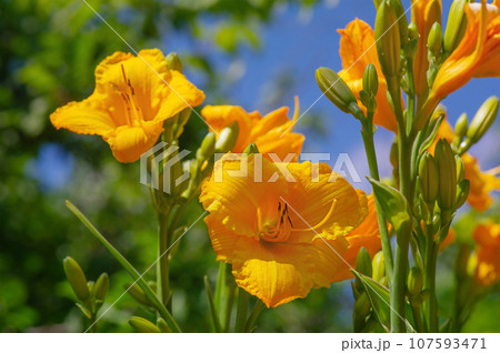 Daylily is a flowering plant of the genus Hemerocallis. Hybrid Hemerocallis dumortieri Tom Collins. Daylily is a flowering plant of the genus Hemerocallis. Hybrid Hemerocallis dumortieri Tom Collins. 107593471