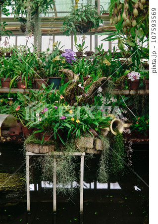 stand with various tropical moisture-loving plants over a pond in a greenhouse stand with various tropical moisture-loving plants over a pond in a greenhouse 107593569