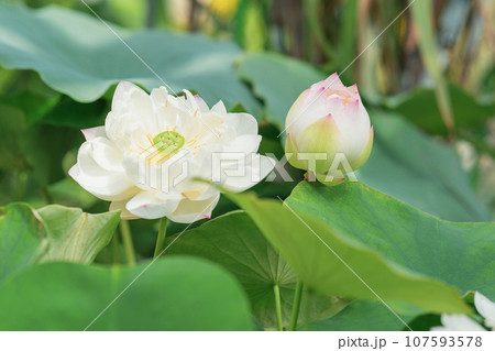 pale pink flower and bud of lotus  in a pond in sunlight 107593578