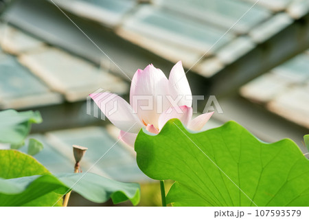light pink lotus flower under the dome of the greenhouse 107593579