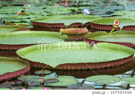 floating leaves of a giant water lily Victoria amazonica floating leaves of a giant water lily Victoria amazonica 107593599