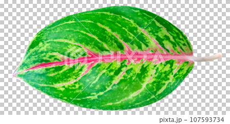 Green leaves pattern of tropical leaf Aglaonema (Chinese Evergreen)  isolated 107593734