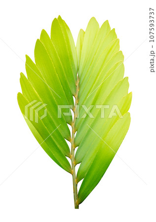 Green leaves pattern,leaf tree isolated 107593737