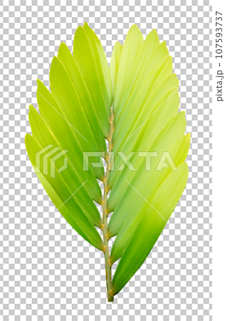 Green leaves pattern,leaf tree isolated 107593737