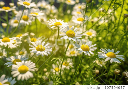 Nostalgic Beauty: Vintage Chamomile Flowers...のイラスト素材