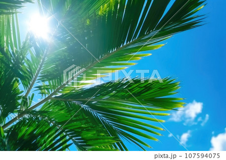 Palm Tree Leaves against a Clear Blue Sky 107594075