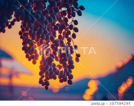 Horizontal blur wallpaper with group of grapes. Detailed image violet grape. Horizontal blur wallpaper with group of grapes. Detailed image violet grape. 107594295