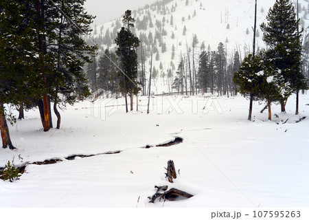 Yellowstone Winter Snow 107595263