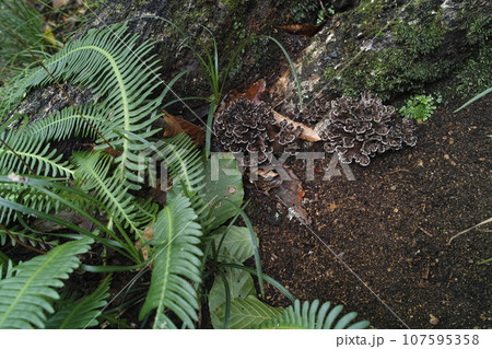 舞茸の幼菌 舞茸の幼菌 107595358