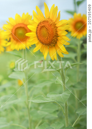 向日葵 107595409