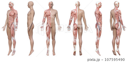 半身が筋肉解剖図の3Dモデル男性の全身正面と横向き斜めのイラストセット 107595490