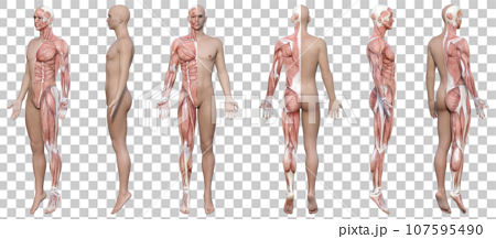半身が筋肉解剖図の3Dモデル男性の全身正面と横向き斜めのイラストセット 107595490