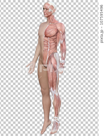 3D model of anatomical diagram of muscles on the left side of the body. Illustration of the whole body of a man diagonally in front. 107595496