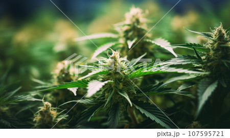 Close-up Cannabis in the greenhouse 107595721
